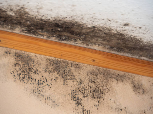 Best Indoor Air Quality Assessment  in Weimar, TX